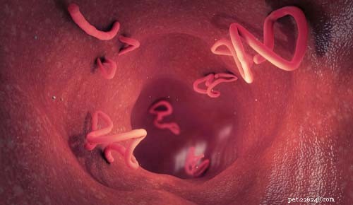 The 10 Most Common Digestive Problems in Dogs: What to Watch For