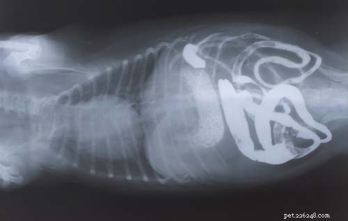 The 10 Most Common Digestive Problems in Dogs: What to Watch For