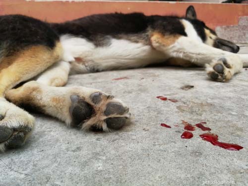 The 10 Most Common Digestive Problems in Dogs: What to Watch For