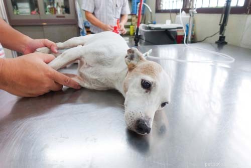 The 10 Most Common Digestive Problems in Dogs: What to Watch For