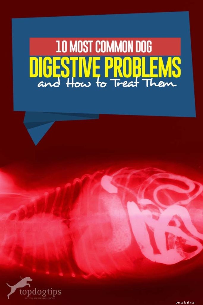 The 10 Most Common Digestive Problems in Dogs: What to Watch For