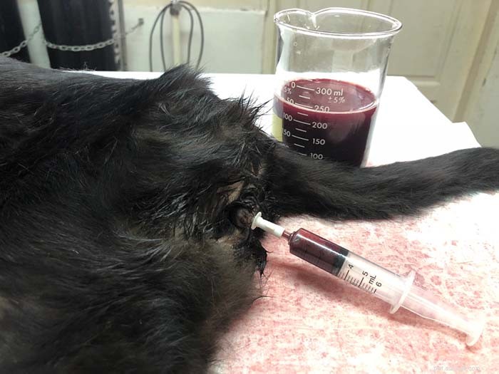 5 Key Bladder Disorders in Dogs: Symptoms, Diagnosis, and Care