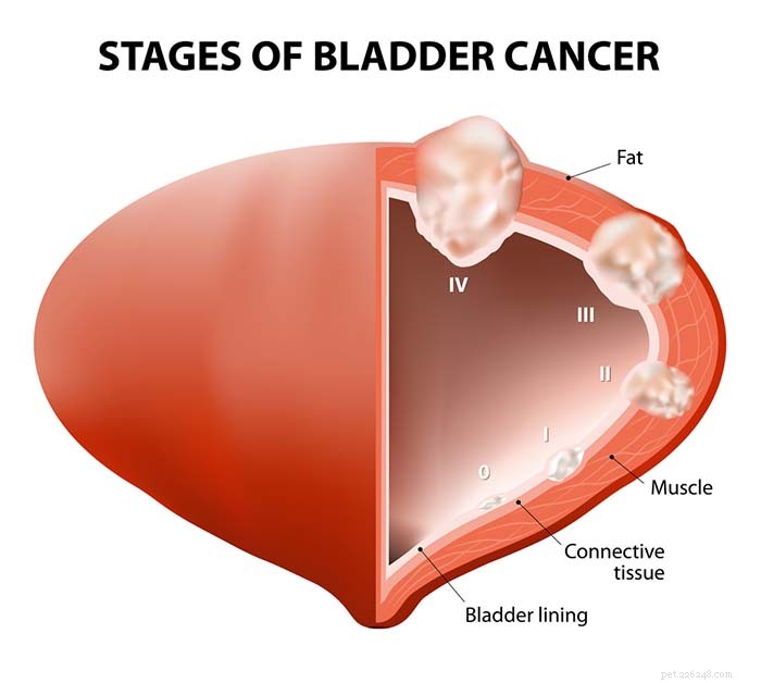 5 Key Bladder Disorders in Dogs: Symptoms, Diagnosis, and Care