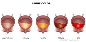 5 Key Bladder Disorders in Dogs: Symptoms, Diagnosis, and Care
