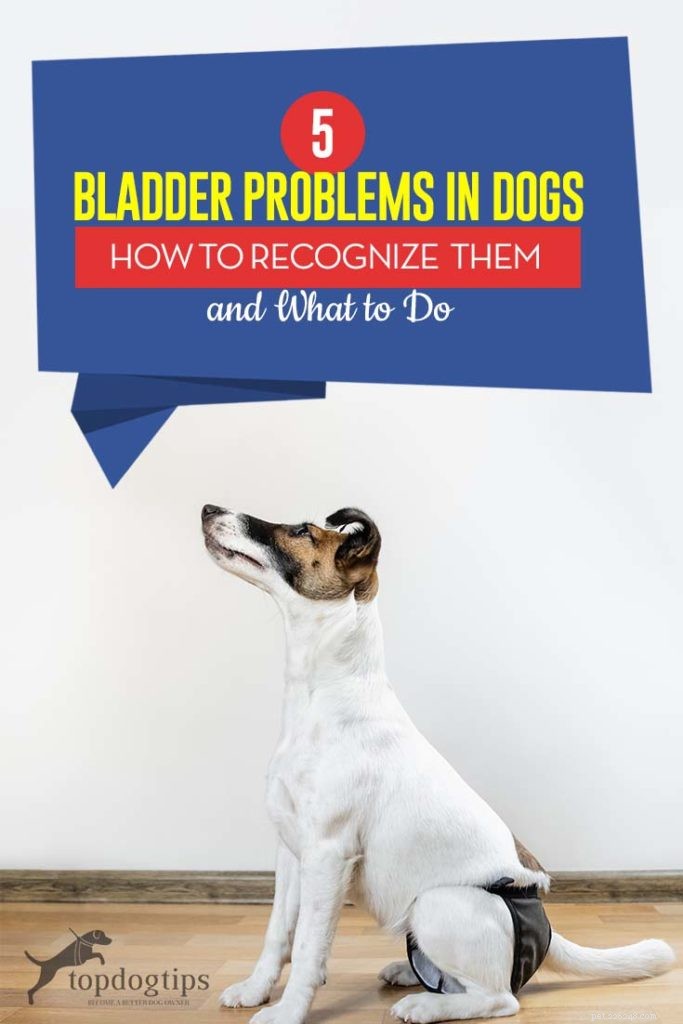 5 Key Bladder Disorders in Dogs: Symptoms, Diagnosis, and Care