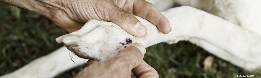 7 Essential Steps to Keep Your Dog s Paws Healthy and Pain-Free