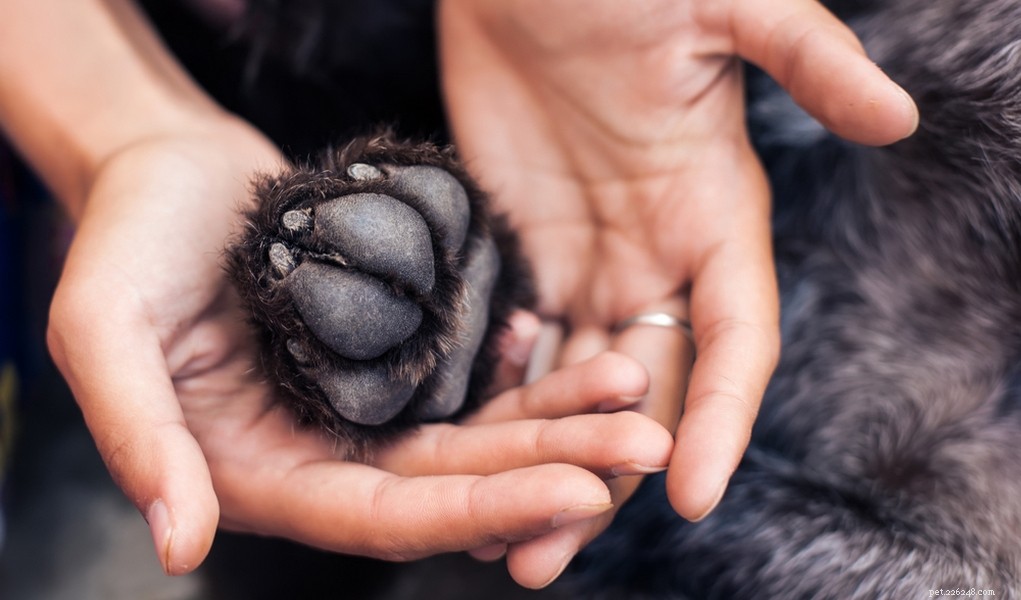 7 Essential Steps to Keep Your Dog s Paws Healthy and Pain-Free