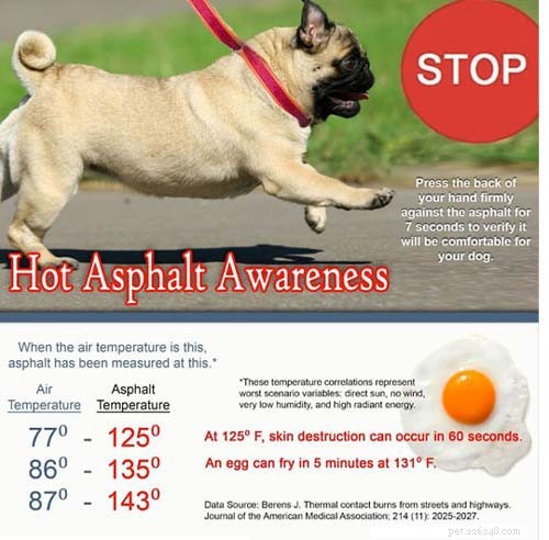 7 Essential Steps to Keep Your Dog s Paws Healthy and Pain-Free