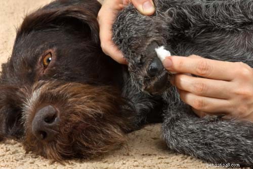 7 Essential Steps to Keep Your Dog s Paws Healthy and Pain-Free