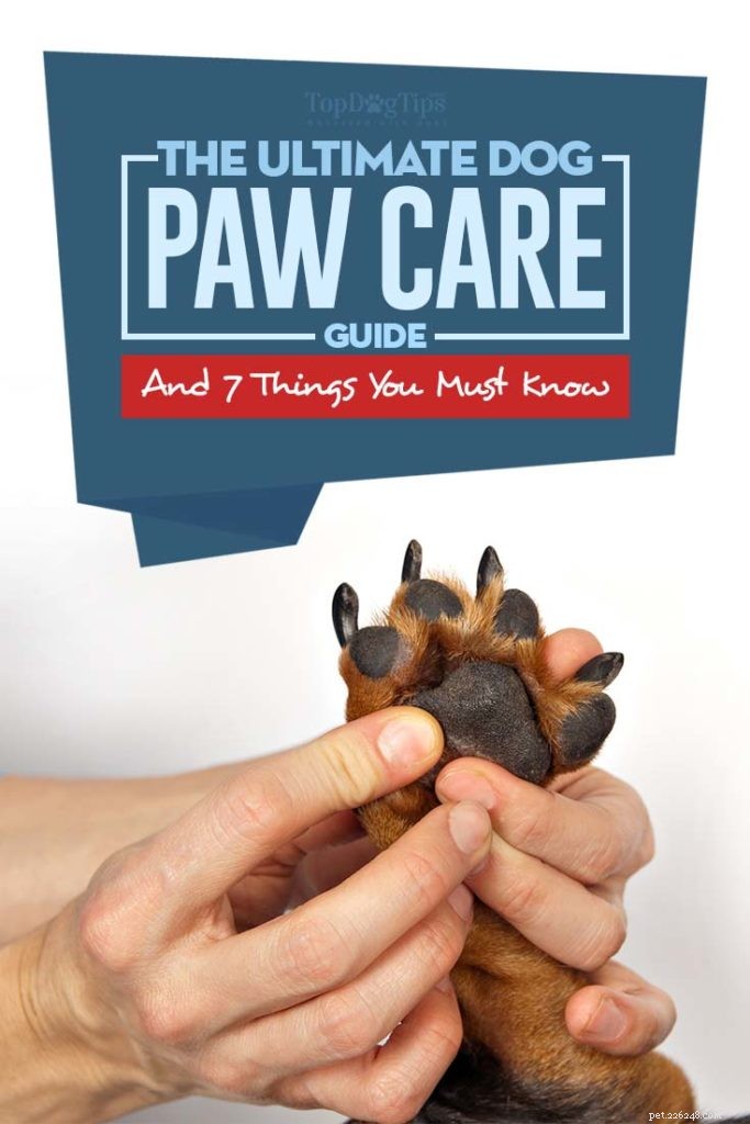 7 Essential Steps to Keep Your Dog s Paws Healthy and Pain-Free