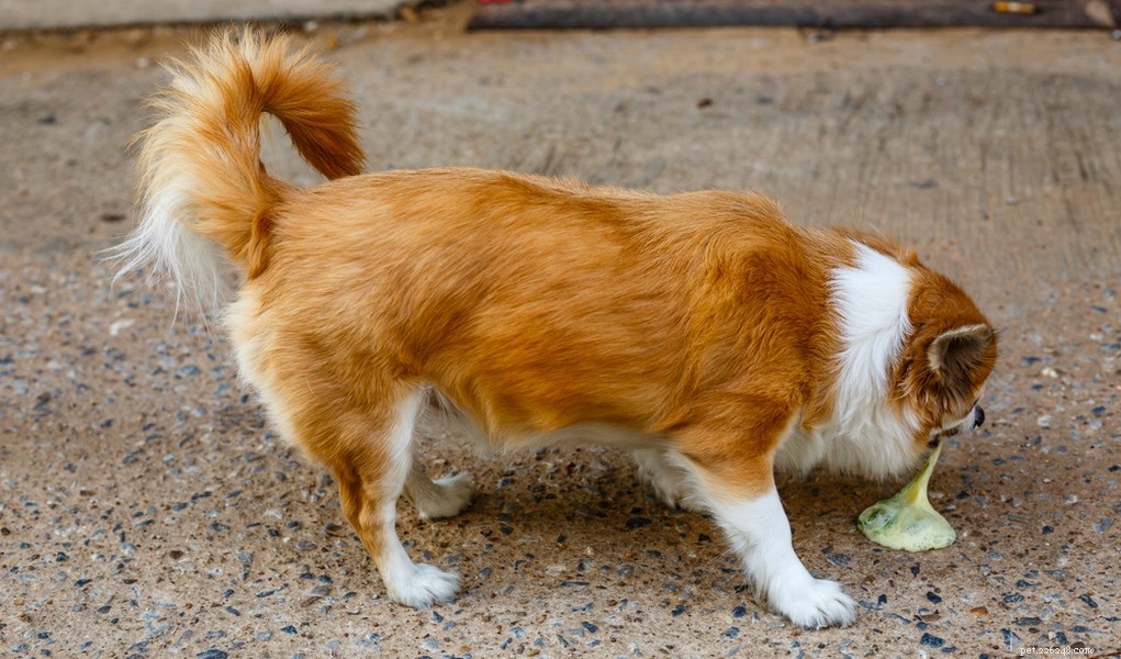 Top 11 Dog Stomach Issues: Causes, Symptoms, and Effective Treatments