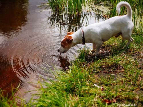 Top 11 Dog Stomach Issues: Causes, Symptoms, and Effective Treatments
