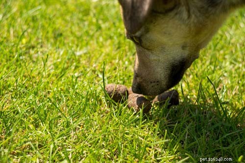 Top 11 Dog Stomach Issues: Causes, Symptoms, and Effective Treatments