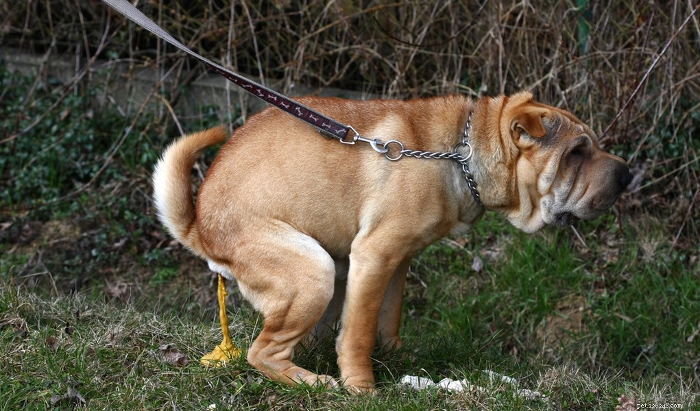 Top 11 Dog Stomach Issues: Causes, Symptoms, and Effective Treatments