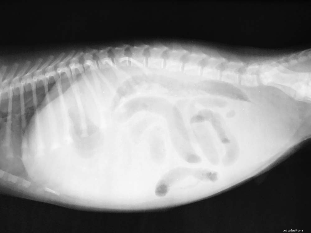 Top 11 Dog Stomach Issues: Causes, Symptoms, and Effective Treatments
