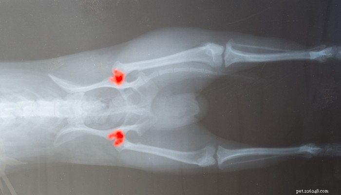 Top 11 Dog Stomach Issues: Causes, Symptoms, and Effective Treatments