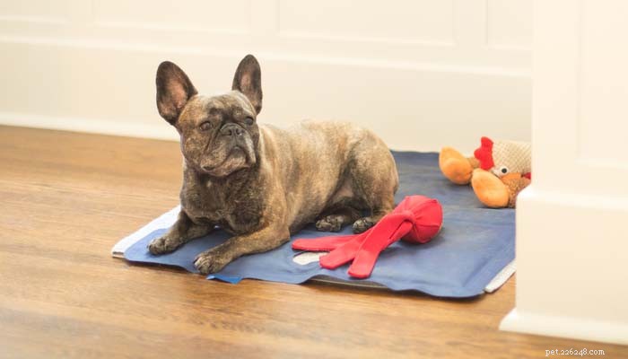 24 Proven Tips to Keep Your Dog Safe from Heatstroke