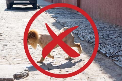24 Proven Tips to Keep Your Dog Safe from Heatstroke