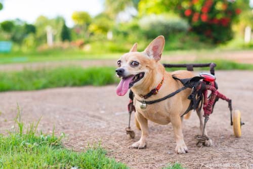 Understanding Slipped Disc in Dogs: Causes, Symptoms, and Effective Treatments