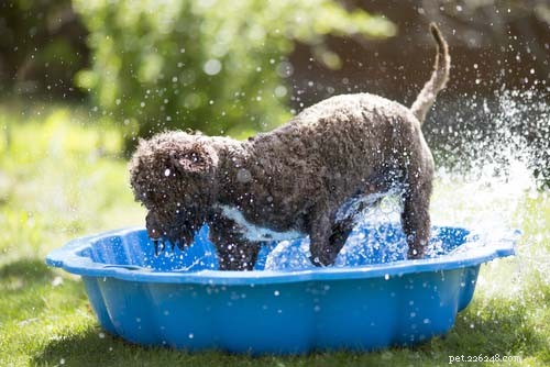 10 Proven Ways to Keep Your Dog Cool and Safe in Hot Weather