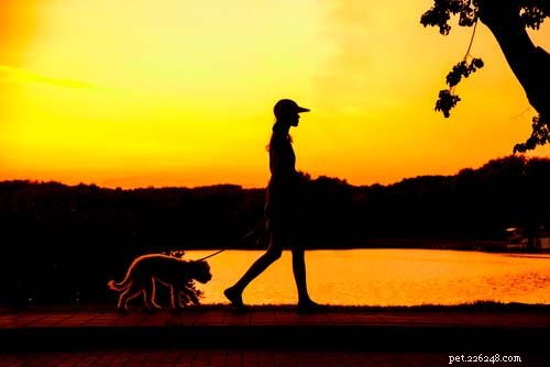10 Proven Ways to Keep Your Dog Cool and Safe in Hot Weather