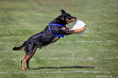 10 Proven Ways to Keep Your Dog Cool and Safe in Hot Weather