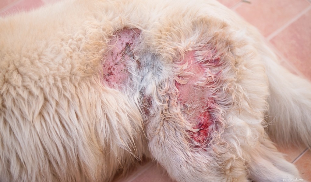 Top 3 Proven Home Remedies for Treating Dog Hot Spots
