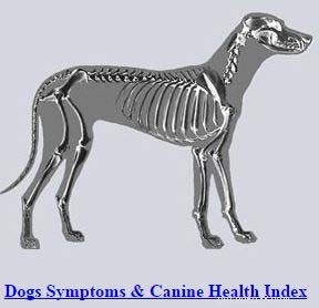 Trusted Online Dog Symptom Checker - Identify Illnesses Fast