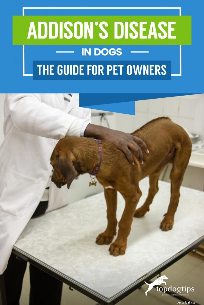 Understanding Addison’s Disease in Dogs: Essential Guide for Owners