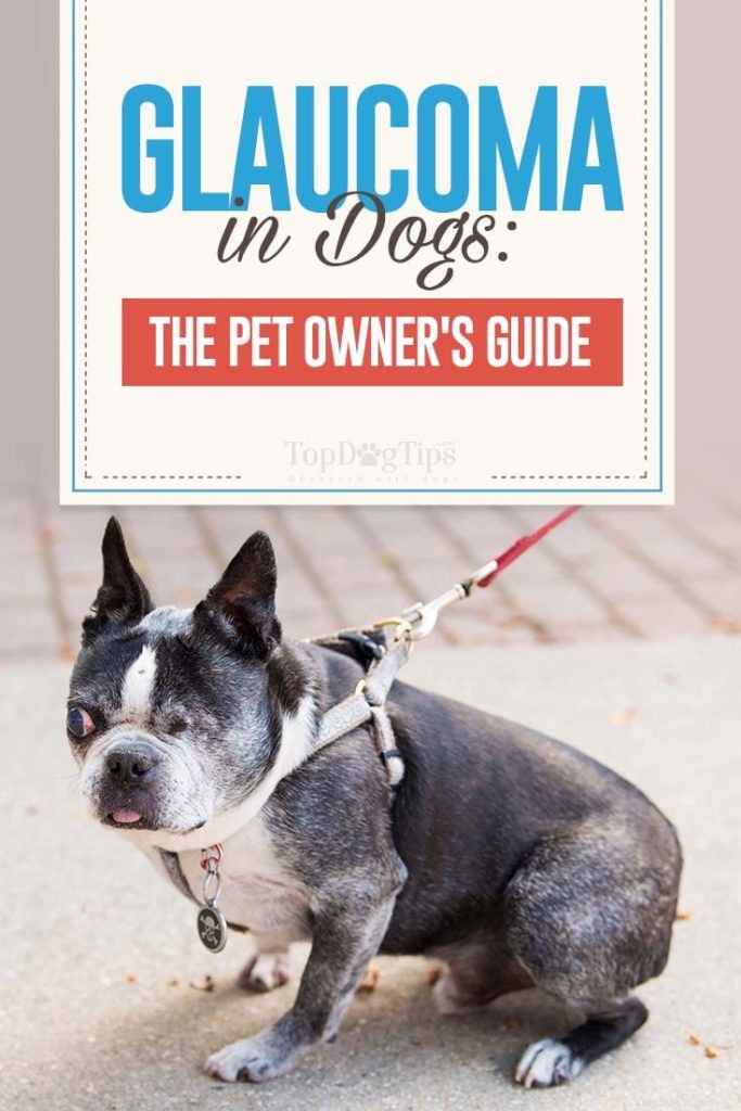 Dog Glaucoma: Causes, Symptoms, and Treatment Options