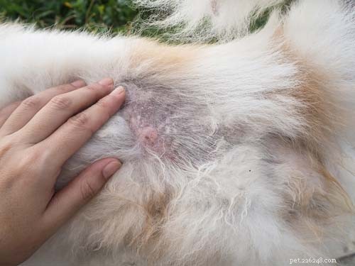 9 Key Health Issues in Dogs: Prevention & Care Guide