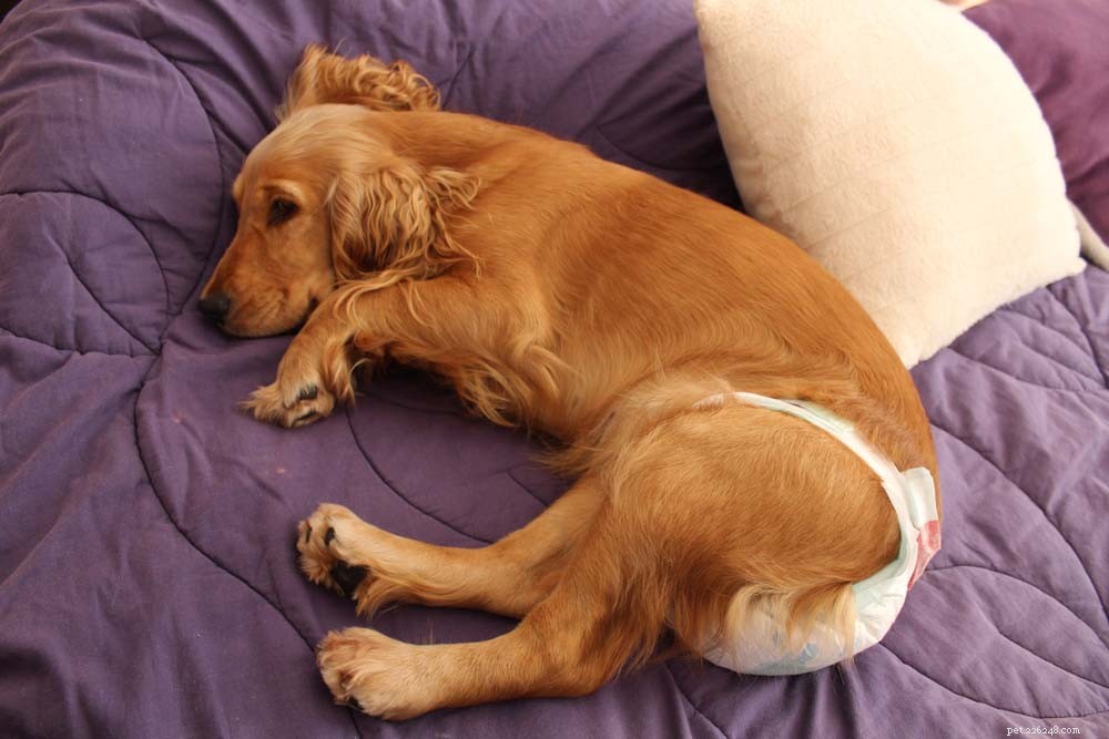 9 Key Health Issues in Dogs: Prevention & Care Guide