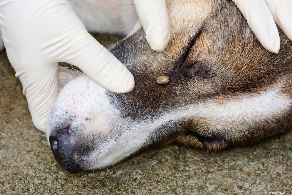 9 Key Health Issues in Dogs: Prevention & Care Guide