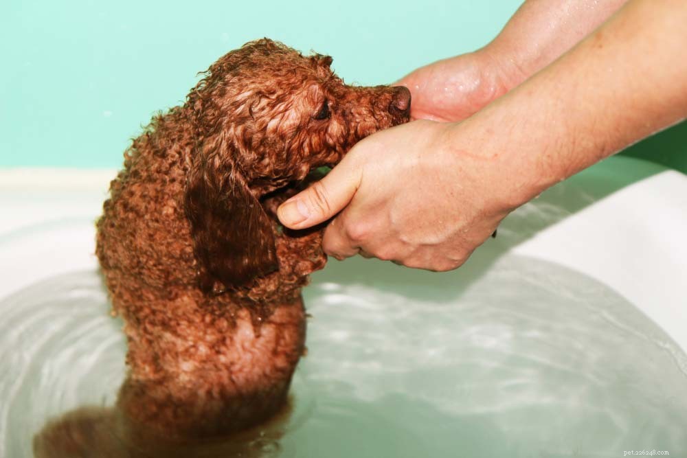 9 Key Health Issues in Dogs: Prevention & Care Guide