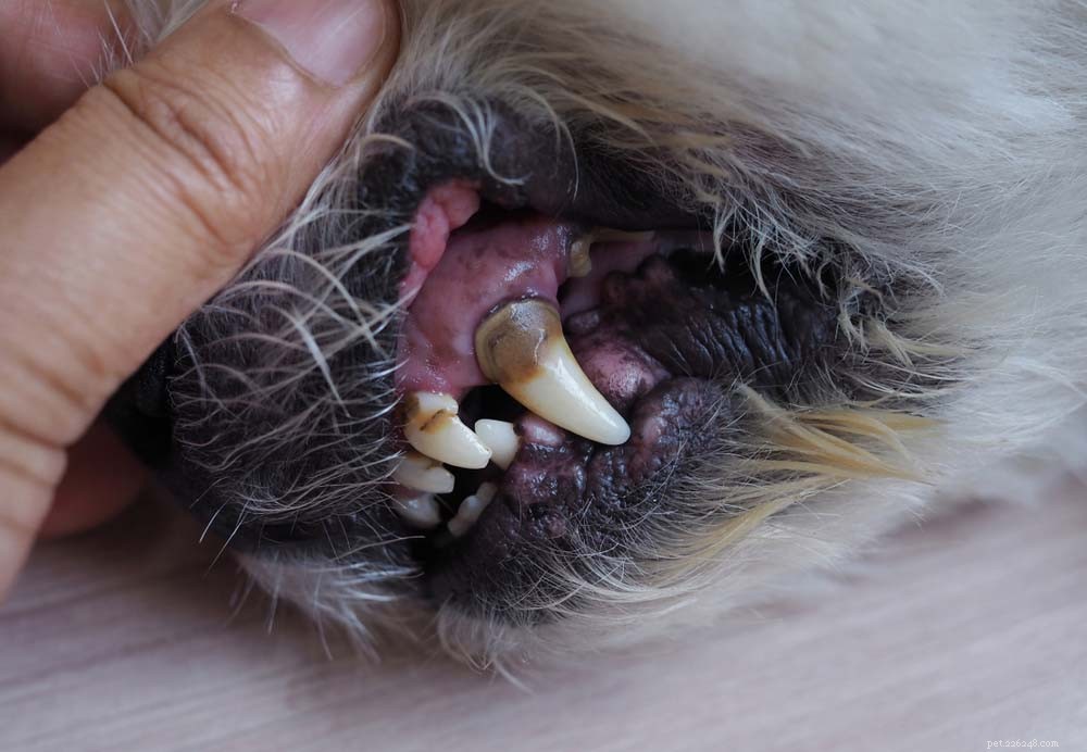 9 Key Health Issues in Dogs: Prevention & Care Guide