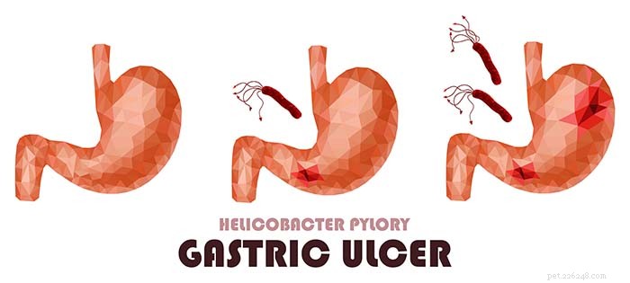 Understanding Stomach Ulcers in Dogs: Causes, Symptoms & Effective Treatments