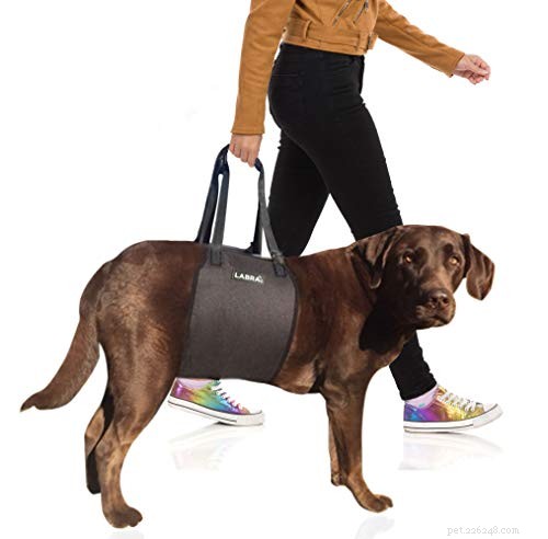 6 Proven Ways to Comfort Your Dog with a Spinal Disc Injury