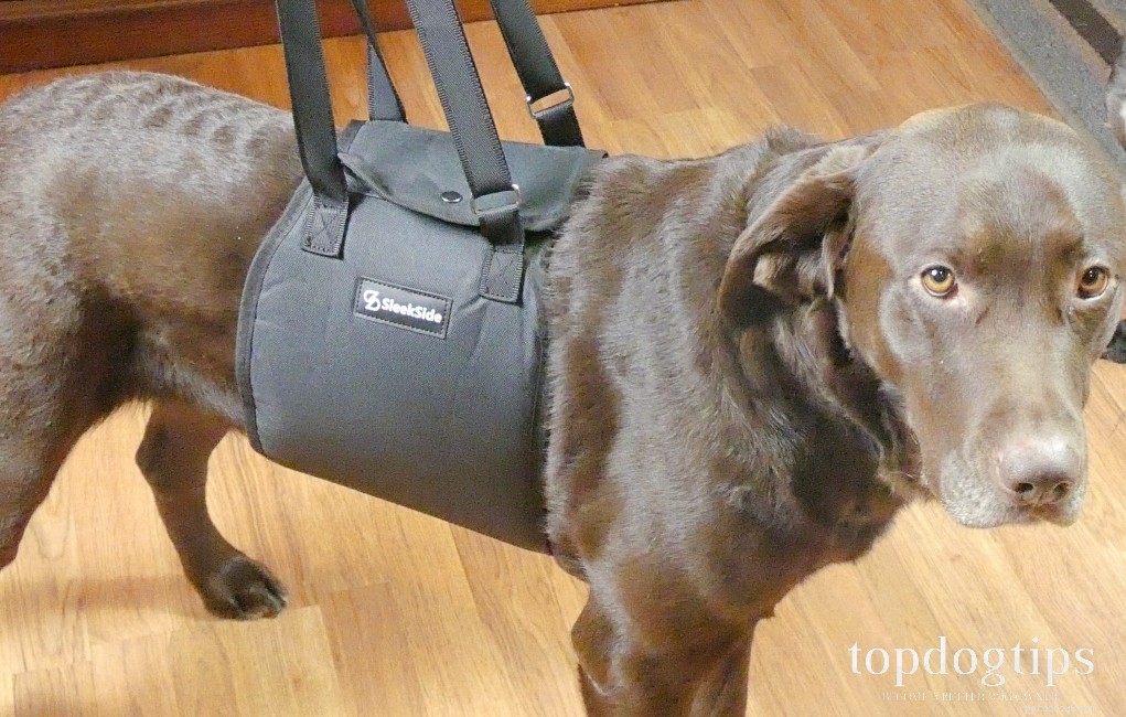 6 Proven Ways to Comfort Your Dog with a Spinal Disc Injury