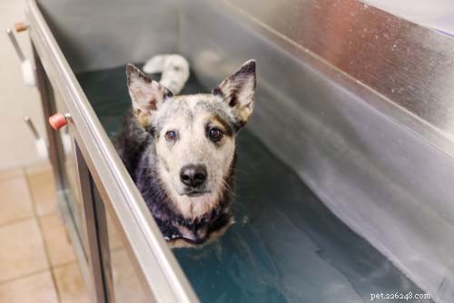 Dog Muscle Atrophy Explained: Causes, Prevention, and Treatment Options