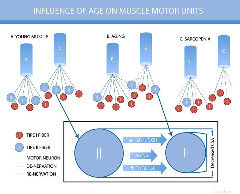 Dog Muscle Atrophy Explained: Causes, Prevention, and Treatment Options