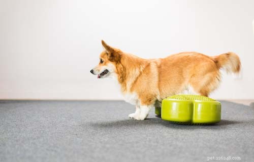 Dog Muscle Atrophy Explained: Causes, Prevention, and Treatment Options