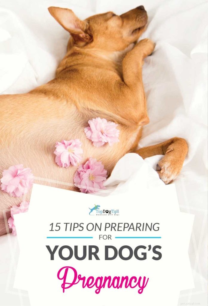 15 Essential Dog Pregnancy & Whelping Tips