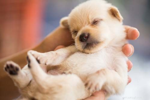 15 Essential Dog Pregnancy & Whelping Tips