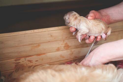 15 Essential Dog Pregnancy & Whelping Tips