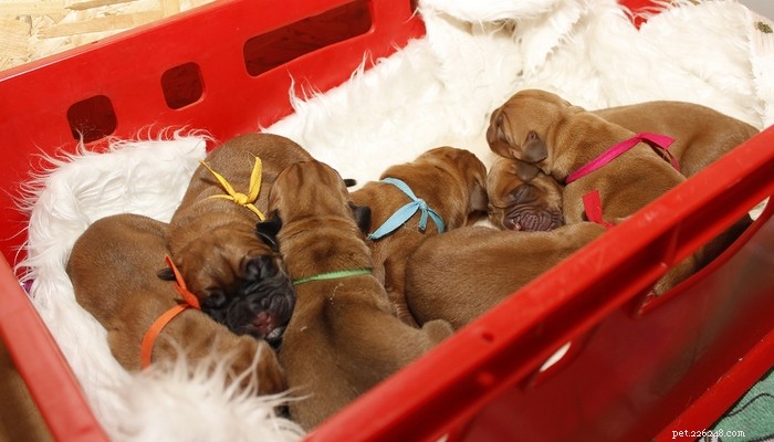 15 Essential Dog Pregnancy & Whelping Tips