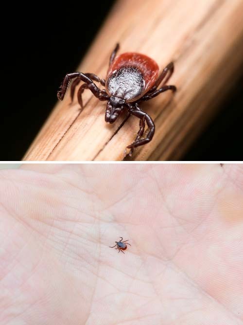 10 Proven Ways to Protect Your Dog from Lyme Disease