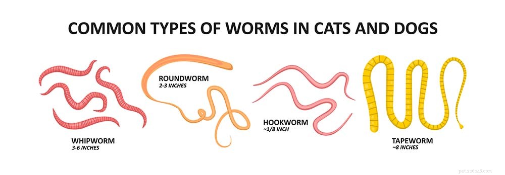 How to Deworm Your Dog: A Comprehensive Guide