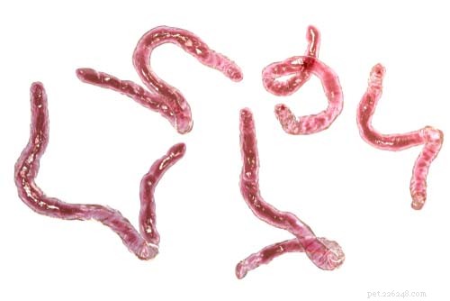 How to Deworm Your Dog: A Comprehensive Guide