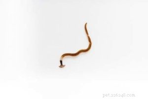 How to Deworm Your Dog: A Comprehensive Guide