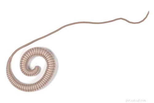How to Deworm Your Dog: A Comprehensive Guide